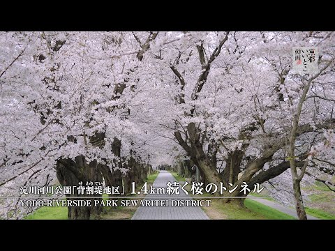 京都素材　桜